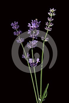Lavender  Lavendula angustifolia photo