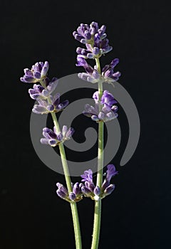Lavender  Lavendula angustifolia photo