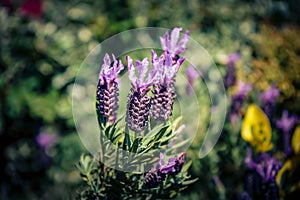 Lavender Lavendula Augustifolia