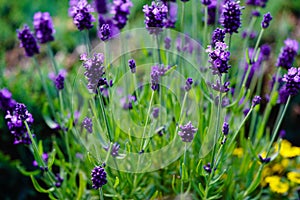 Lavender Lavendula Augustifolia