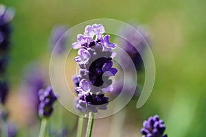 Lavender Lavendula Augustifolia