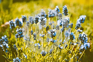 Lavender Lavendula Augustifolia