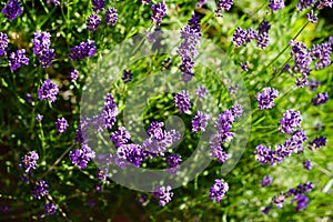 Lavender Lavendula Augustifolia