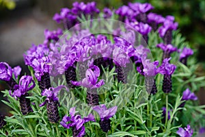 Lavender Lavendula Augustifolia