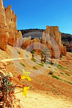 Lavender leaf sundrops at Bryce Canyon National Park trail photo