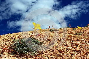 Lavender leaf sundrops at Bryce Canyon National Park trail photo