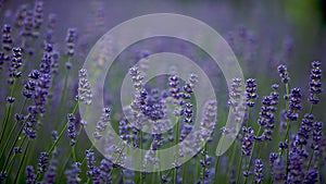 Lavender lilac flowers in a field, field lilac