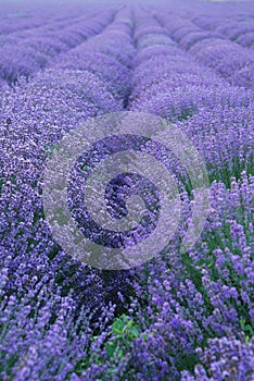 Lavender lines