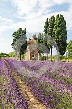 Lavender lines in Italy. Tuscany coutryside scenery landscape at sunset with sky and clouds