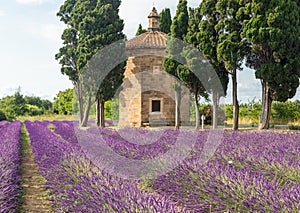 Lavender lines in Italy. Tuscany coutryside scenery landscape at sunset with sky and clouds