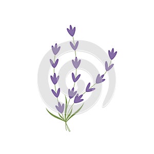 Lavender logo icon isolated vector illustration