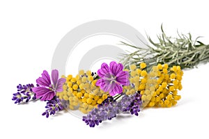 Lavender mallow and helichrysum