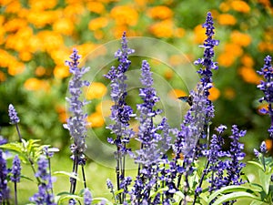 Lavender and marigold flowers blooming in the gardenin the garden