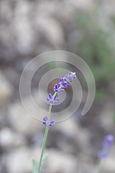 Lavender, of the mint family, in natural light