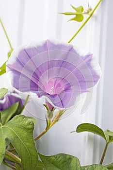 Lavender Morning Glory