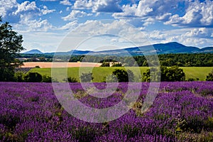 Lavender and mountains on the Albion plateau photo