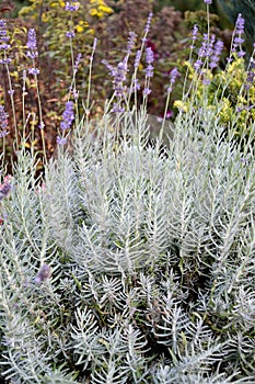 Lavender is narrow-leaf, a variety of Lavandula angustifolia Richard Grey. Flowering plants