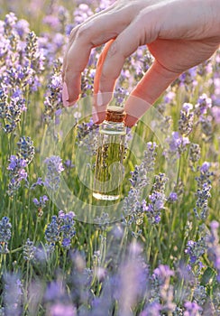 Lavender oil in bottle in female hand, purple field lavender flowers. Natural aroma product, skin care, herbal medicine