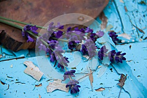 The lavender on the old shabby paint in the village. The summer