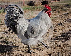 Lavender Orpington rooster marching in onion bed photo
