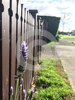 A Lavender outside of the woode fance photo