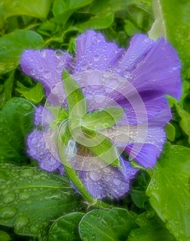 Lavender Pansy with Water Droplets