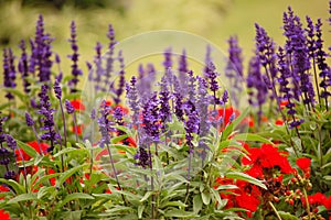 Lavender and papaver