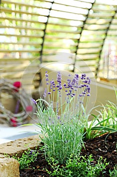 Lavender in patio