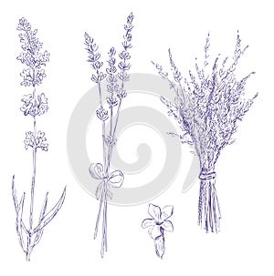 Lavender pencil drawing set