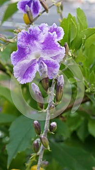 Lavender perple flower