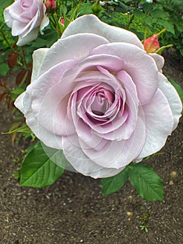 Lavender Petal Details at the Rose Garden