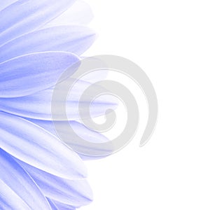 Lavender petals highkey isolated