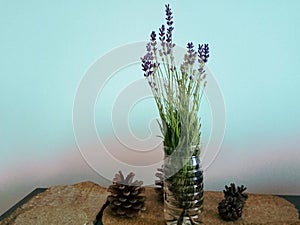 Lavender and pine cones on a slate stand, Bulgaria