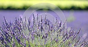 Lavender plant in bloom