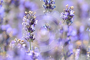 Lavender Plant close-up, blurred background