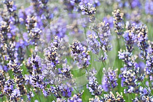 Lavender Plant close-up, blurred background