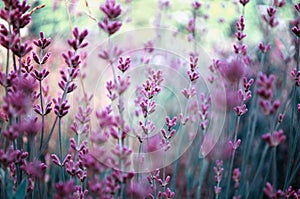 Lavendel planz 