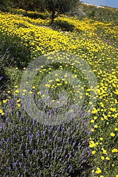 Lavender Plant in Field of Wild Yellow Daisies