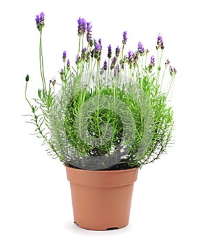 Lavanda planta 