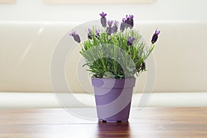 Lavender plant flowers in pot