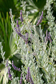 Lavender plant in the garden of the Genoves park in Cadiz, Andalusia. Spain. photo