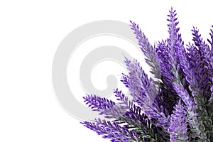 Lavender plant isolated on white background. Lavender in a pot. Floral home decor  greeting card with flower