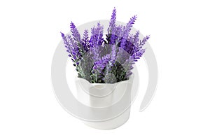 Lavender plant isolated on white background. Lavender in a pot. Floral home decor