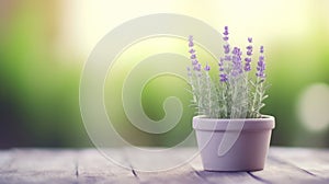 Lavender plant in pot on blurred background. Generative AI