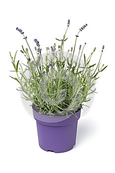 Lavender plant in a plant pot on white background