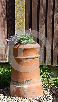 Lavender plant in a reclaimed chimney pot