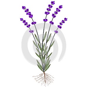 A lavender plant with roots and flowers on a white background.