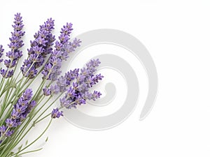 Lavender plant on white background.