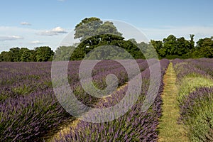 Lavender Plantation