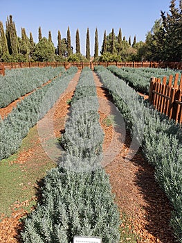 Lavender plantation in an area of eastern Cyprus